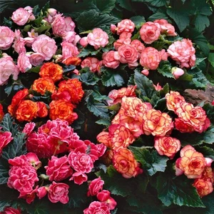 Easy to Grow Begonia Cascade Mix 6 Plant Bulbs, Shade Summer Flowers - Picture 1 of 1