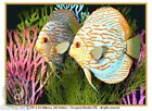© ART - Fish 05 goldfish angel aquarium pet animal Original Artist Print by Di