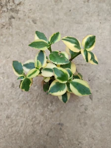 Crassula sp variegated succulent plant root pot Ø5 cm - Picture 1 of 2