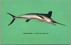 Postal de pesca vintage de Ocean City Maryland de los años 50 "WHITE MARLIN" plasticromo - Imagen 1 de 2