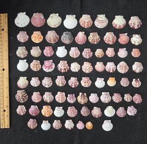 75 conchiglie Calico capesante conchiglie da spiaggia decorazione arte artigianato fai da te gioielli artigianato - Foto 1 di 9