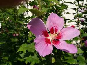 12 Hibiskuspflanzen, winterhart, Höhe ca . 30 cm, pink oder lila - Bild 1 von 2