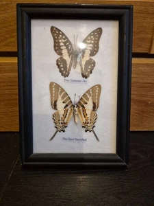 Hermosas mariposas reales Spot cola de espada y jay común montadas en marco de madera - Imagen 1 de 3
