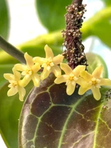 Hoya Quinquenervia Sunstressed Well Rooted Plant in 4” pot - Picture 1 of 4