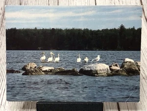 Kabetogama Lake MN Voyageur National Park Minnesota Pelicans Sea Gull Postcard - Picture 1 of 4
