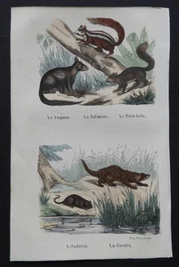 BUFFON Anfang 19. Jh. - Farbradierung: EICHHÖRNCHEN, ZIBETTE, ONDATRA (Moschusratte) - Bild 1 von 2