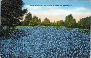 Blue Bonnets State Flower Texas Postkarte 26432 unbespielt - Bild 1 von 2