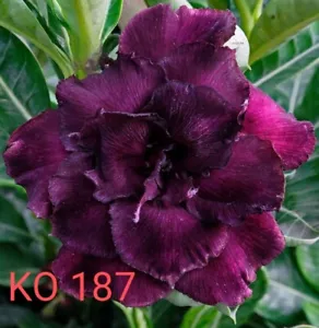adenium seeds - Picture 1 of 2