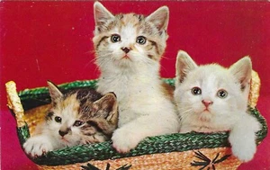 Vintage Cats Kittens Postcard Three Happy in Basket - Picture 1 of 2