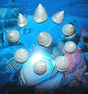 TEN (10) PEARL TECTUS STELLATUS SEA SHELLS 1-1/4 to 1-1/2 BEACH DECOR CRAFT - Picture 1 of 3