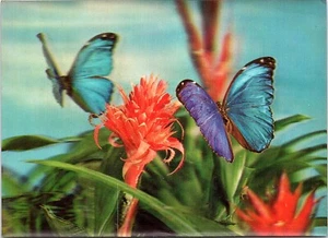 Vintage Lenticular 3-D Postcard Beautiful Butterflies & Red Flowers Japan. - Picture 1 of 3