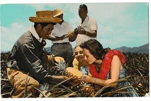 HAWAII ANANAS Üppige goldene Menschen auf dem Feld Hawaii HI Postkarte - Bild 1 von 2