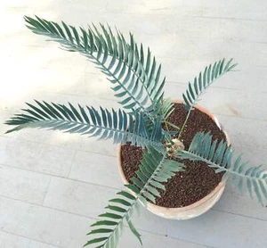 Encephalartos lehmannii 5cm CAUDEX - - Picture 1 of 8