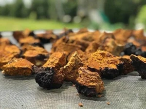 1 lb Chaga Mushroom Premium West Virginia Wild Foraged Dried Organic Chunks - Picture 1 of 1