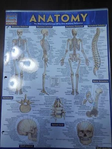 Barcharts Anatomy Quick Study Guide - Picture 1 of 1