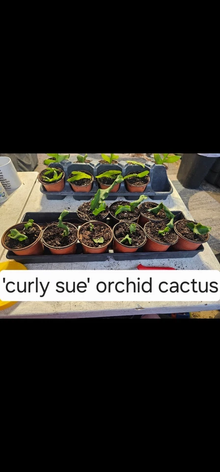 Epiphyllum Guatemalensis 'Curly Sue' Orchid Cactus Fully Rooted Starter Plant - Image 1 of 1