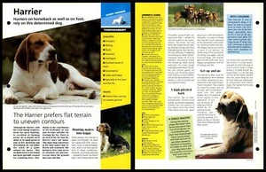 Harrier - Temperament - Dogs Of The World Atlas Fact File Card - Picture 1 of 1