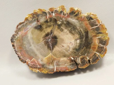 Petrified Wood Arizona Rainbow Araucarioxylon Polished Round #O1 - Image 1 of 4