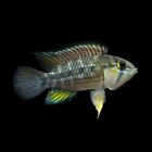 Apistogramma Cruzi | Dwarf South American Cichlid | Rare Fish