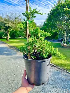 8 Inch Twisted Staked Juniper DIY Pre Bonsai Tree - Bild 1 von 3