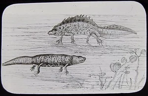 Glas Magische Laterne Dia NEWTS MÄNNLICH & WEIBLICH UM 1900 ZEICHNUNG TEICHLEBEN - Bild 1 von 2