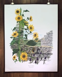 Maryrose Wampler, Common Sunflower, Signed Print, 28x22 Wall Art, Plate 24 - Picture 1 of 9