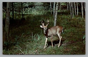 Michigan geschickte Jäger unterwegs für Bockhirsche Okt - Nov unbespickte Postkarte - Bild 1 von 2
