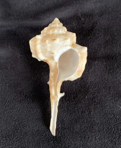 Muricidae Haustellum fallax 56.6mm Natal, South Africa (Species 101) 1989 - Picture 1 of 4