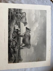Thomas Sidney Cooper 1800s Engraving "The Pasture: Osborne" Signed Framed COA - Picture 1 of 8