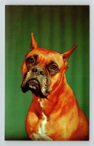 Cartolina d'epoca Now Listen to Me Boxer Dog - Foto 1 di 2