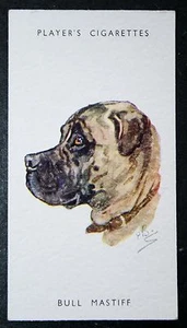 BULLMASTIFF Vintage 1955 Illustrated Dog Portrait Card FE28M - Picture 1 of 1