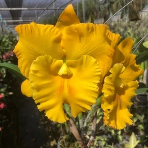 Maceta dorada Cattleya Orchid Rlc Thaksina tamaño 3-4 pulgadas - Imagen 1 de 5