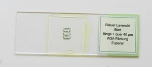 #56-Mikroskopisches Präparat / Objektträger Blauer Lavendel Blatt längs + quer - Bild 1 von 4
