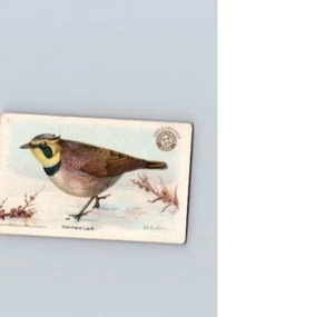 1918 Arm & Hammer Useful Birds America Second Series Horned Lark No 7 - Picture 1 of 2
