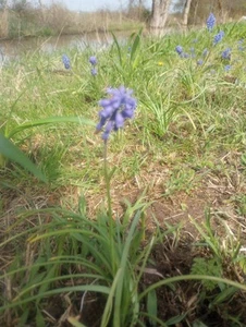MUSCARI ARMENIACUM~GRAPE HYACINTHS~FLOWER BULBS PERENNIAL 20pk - Picture 1 of 4