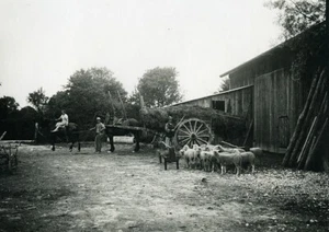 France Ile de Re Farming life Sheep Horses Countryside old Photo 1920 - Picture 1 of 3