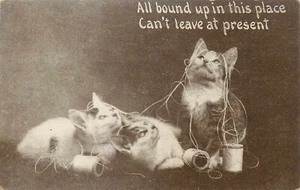 Postal para gatitos cubiertos de hilo gato 1911 cancelación de coral dividido - Imagen 1 de 2