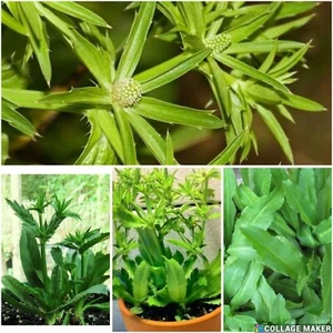 1500x CULANTRO "Eryngium foetidum" Ngo Gai, Coriander, Recao, Bandhani Homegrown - Picture 1 of 1