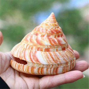 Natural Emperor's Slit Shells Cone Shaped 5-10cm Aquarium Fish Tank Craft Decor - Picture 1 of 5