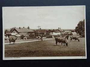 Wiltshire NOMANSLAND showing Shop & Cattle on The Green c1930/40s Postcard - Picture 1 of 2