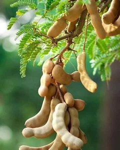 Tamarind tree (Tamarindus indica)3ft Air layered tree. - Picture 1 of 5