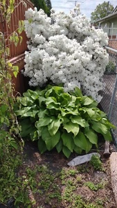 5+2 kostenlose weiße Blüte KREPPMYRTE seltene Blume frisch verwurzelte Stecklinge - Bild 1 von 3