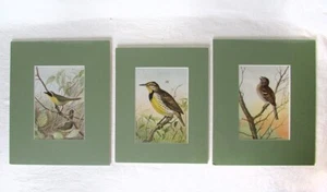 Lote de 3 libros antiguos Bird Life COLOR 1904 alondra mate amarillo garganta - Imagen 1 de 5