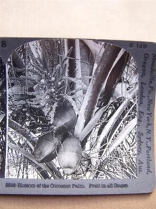 Stereoscope Card Coconut Palm - Picture 1 of 1