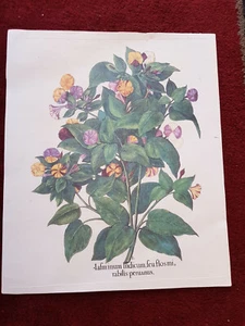 Botanische Tafel des Hortus Eystettensis ABOCA Bilddruck INDICUM FLORE FLAVO - Bild 1 von 2