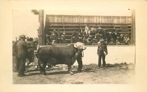 Postcard RPPC 1940s County Fair Rodeo prize bull occupation 23-12140 - Picture 1 of 2