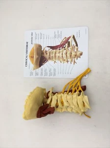 GPI Model #1720 Deluxe Muscled Cervical Vertebrae – Anatomical Model - Picture 1 of 6