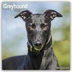 Greyhound - Groer Englischer Windhund 2024 - 16-Monatskalender