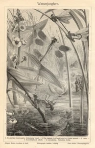 1898= INSETTI ACQUATICI = Antica Stampa = Old ENGRAVING - Picture 1 of 1