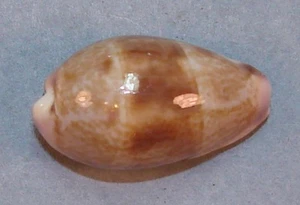 CYPRAEA WALKERI 21-26mm **GROSSHANDELSPOSTEN** AUSWAHL EXEMPLARE Cebu, Philippinen - Bild 1 von 1